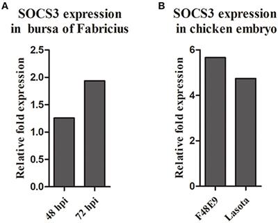 Newcastle Disease Virus Nonstructural V Protein Upregulates SOCS3 Expression to Facilitate Viral Replication Depending on the MEK/ERK Pathway